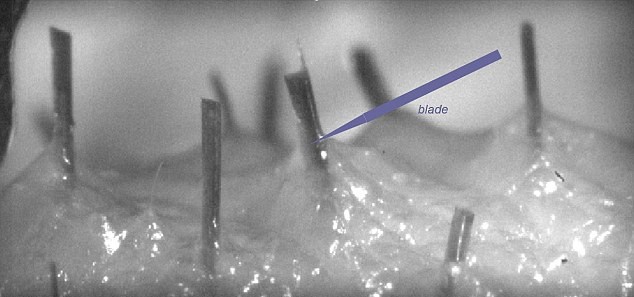 Cutting Characteristics of Beard Hair