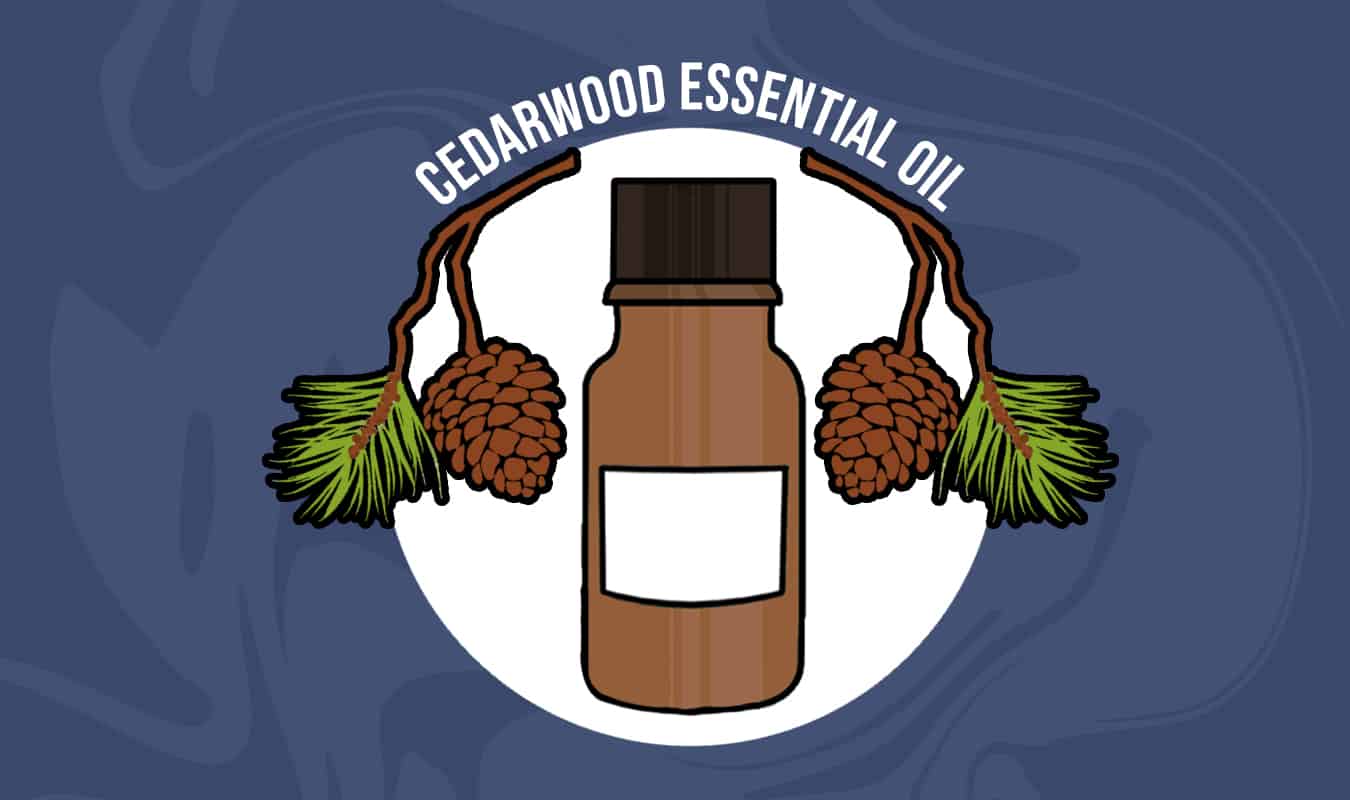 8 Best Essential Oils for Thick Hair Growth 2022